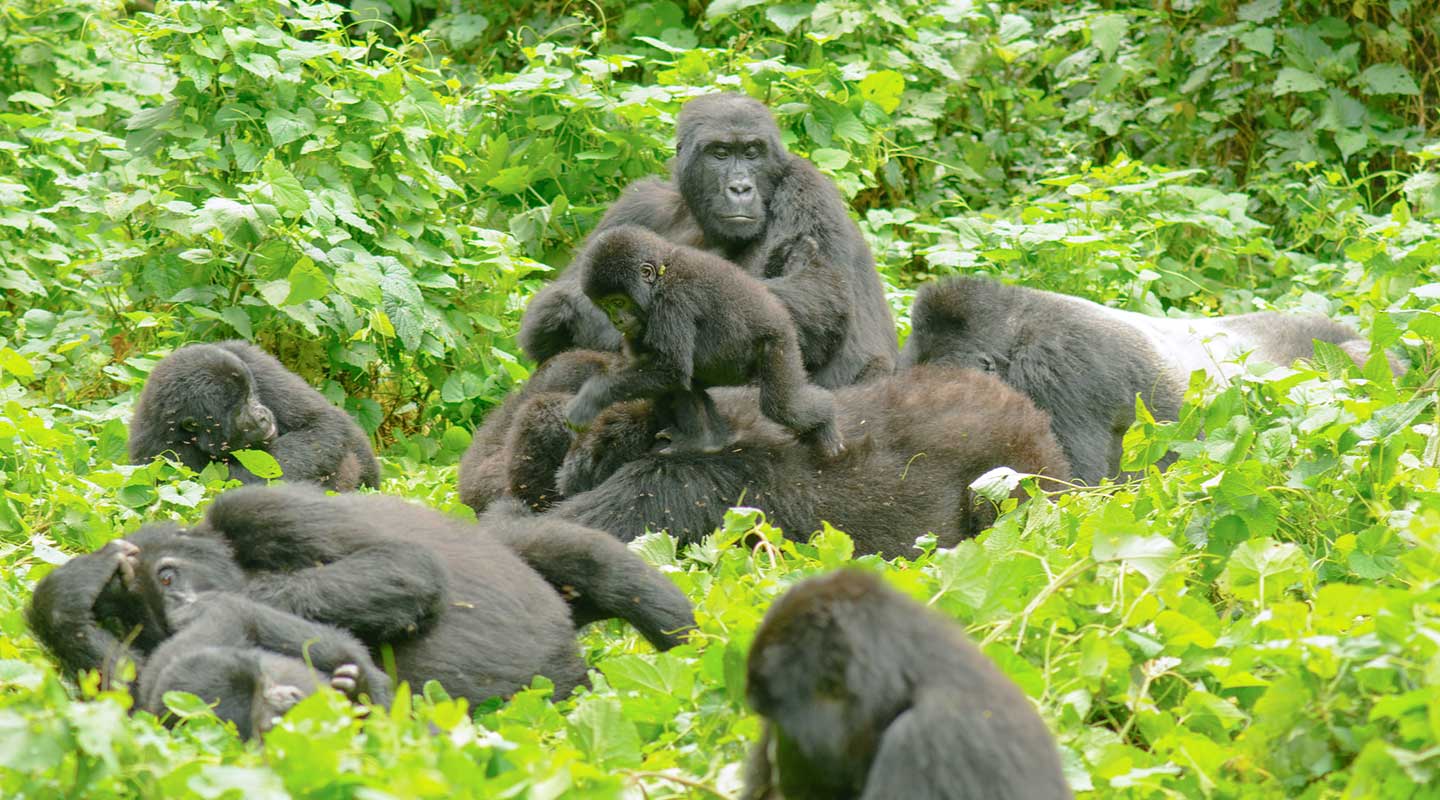 Everything to know before gorilla trekking in Uganda and Rwanda 2025 to 2027